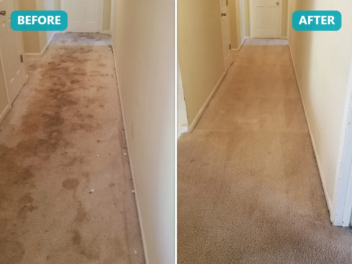 Pet urine stain removal before and after in Overland Park, KS — carpet restored with enzyme treatment and hot water extraction